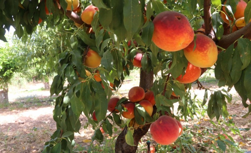 Τα προβλήματα του ροδάκινου σε έκτακτη γενική συνέλευση του Συλλόγου Αγροτών Βέροιας στο Μακροχώρι