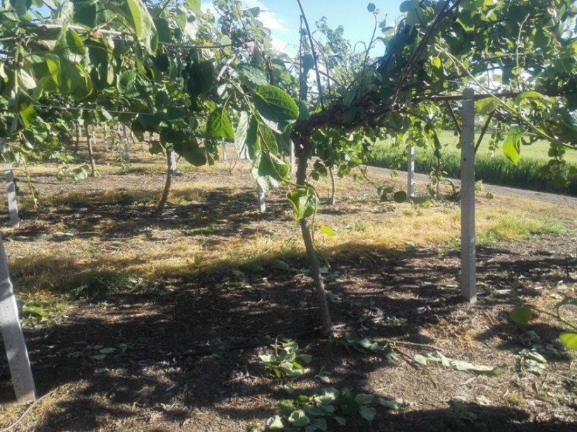 Δηλώσεις ζημιών από ανεμοθύελλα στον δήμο Βέροιας