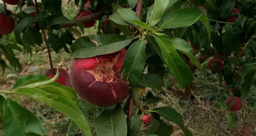 Ψιλό χαλάζι χθες   σε Κεφαλοχώρι,   Επισκοπή και Καβάσιλα