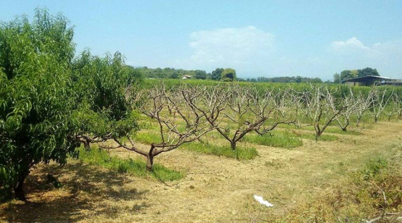 Προσεχώς... καυσόξυλα!