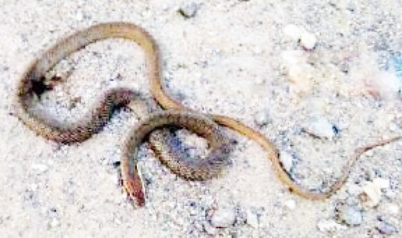 Φίδια μέσα στις αυλές στην Αλεξάνδρεια