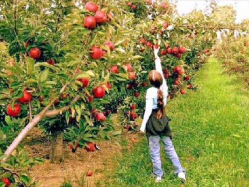 Πληρώνονται τις επόμενες μέρες οι νέοι αγρότες στην Κεντρική Μακεδονία