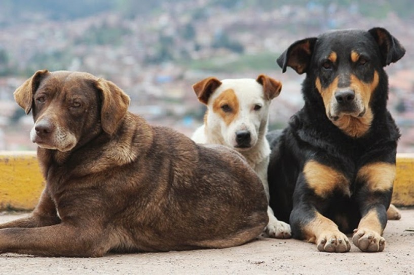 «Πανικός» στους κατοίκους των Εργατικών Κατοικιών από αγέλες σκύλων που αυξάνονται καθημερινά