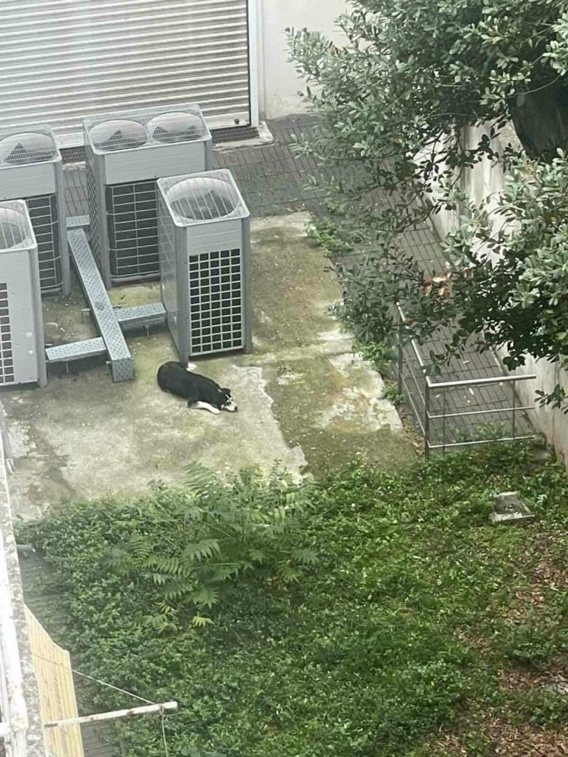 Απεγκλωβίστηκε σκύλος που είχε τρυπώσει στον ακάλυπτο πίσω από την Εθνική Τράπεζα Βέροιας