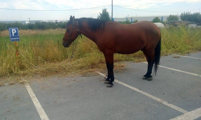 Ένα... τετράποδο στο πάρκινγκ πελατών!