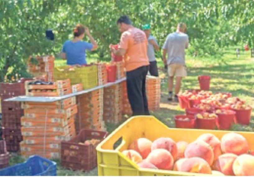 Επιστολή αγροτών της Σκύδρας προς τον υπουργό: Υπάρχουν τα χρήματα του de minimis για αποζημιώσεις από το ρωσικό εμπάργκο;