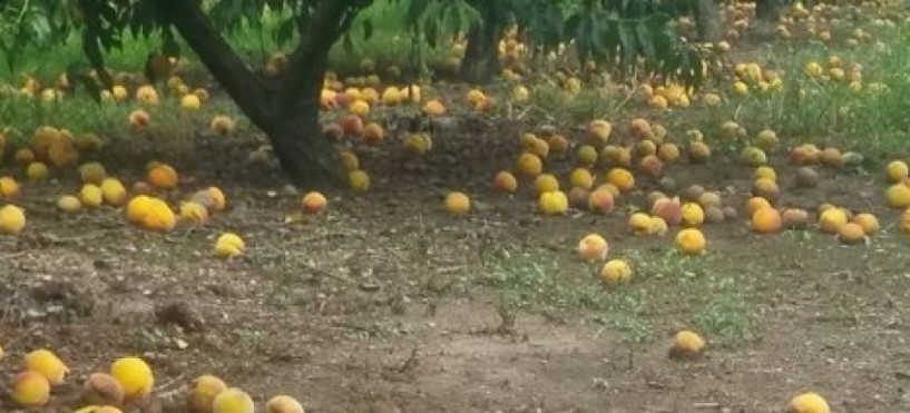  Για το χαλάζι της 14/06/2017 -  Πορίσματα εκτίμησης ζημιών στις Τοπικές Κοινότητες Καμποχωρίου & Βρυσακίου Δήμου Αλεξάνδρειας