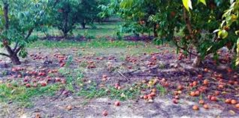 Δηλώσεις ζημιάς από χαλάζι σε Διαβατό και Μακροχώρι 