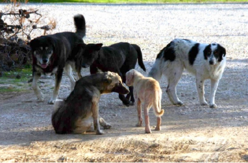 ΑΠΟ ΤΟ ΔΗΜΟ ΒΕΡΟΙΑΣ Εντείνονται οι προσπάθειες  περισυλλογής αδέσποτων  σκύλων από το κέντρο  της πόλης και τα πάρκα Ελιάς και Αγίων Αναργύρων -Στην διαχείριση των αδέσποτων καλούνται να συνδράμουν φιλοζωικά σωματεία -Οι ιδιοκτήτες σκυλιών  πρέπει να