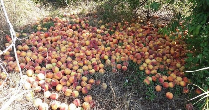 Ο ΕΛΓΑ παρέλαβε τις εκτιμήσεις των ζημιών από τις βροχοπτώσεις 