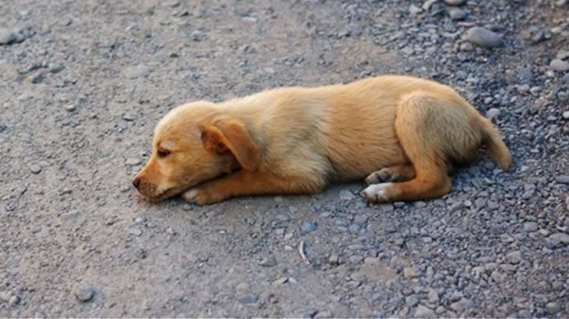 Δήμος Νάουσας: Μήνυση κατά αγνώστων για τη θανάτωση αδέσποτων ζώων με φόλες