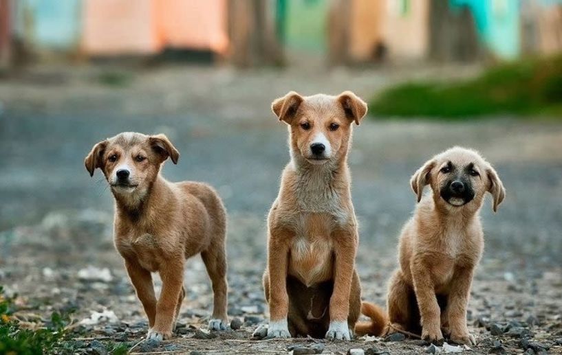 Νάουσα - Προσλήψεις τεσσάρων εργατών για την φροντίδα και περισυλλογή αδέσποτων ζώων