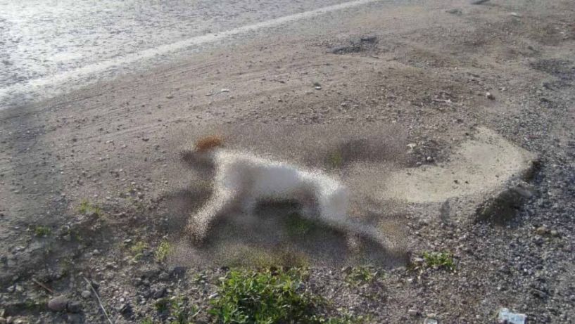 Πρόγραμμα περισυλλογής και διαχείρισης κάθε είδους νεκρών ζώων από την Περιφέρεια Κεντρικής Μακεδονίας για την προάσπιση της δημόσιας υγείας