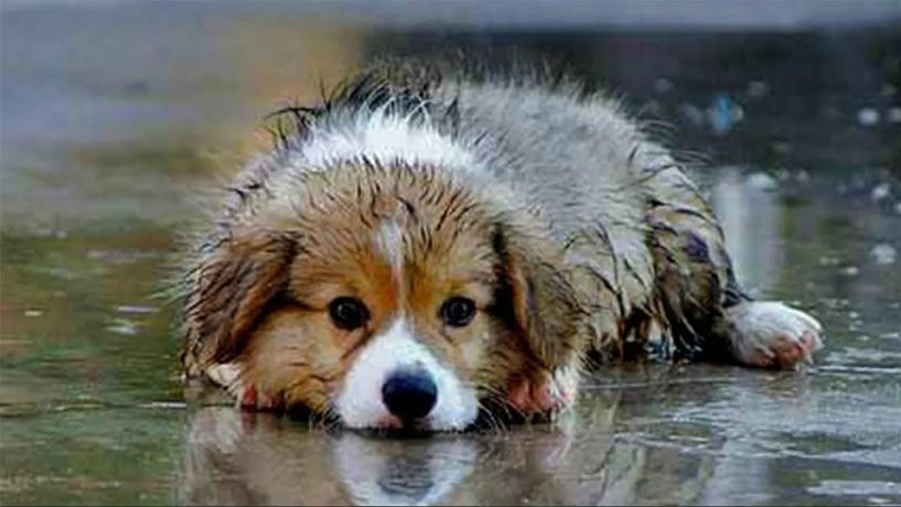 Νέες δράσεις διαχείρισης αδέσποτων ζώων συντροφιάς από τις Υπηρεσίες του Δήμου Αλεξάνδρειας