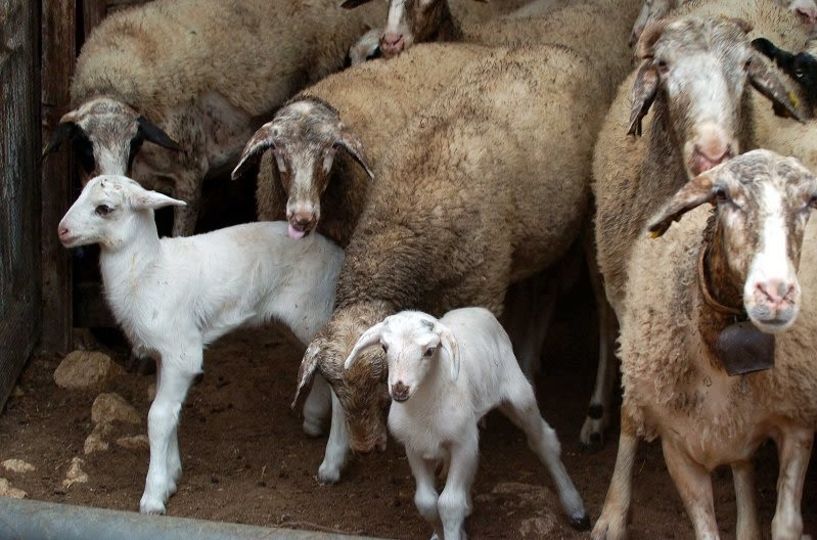 18 εστίες καταρροϊκού πυρετού σε ζώα στην ηπειρωτική Ελλάδα - Ανακοίνωση από την Περιφερειακή Ενότητα Πέλλας