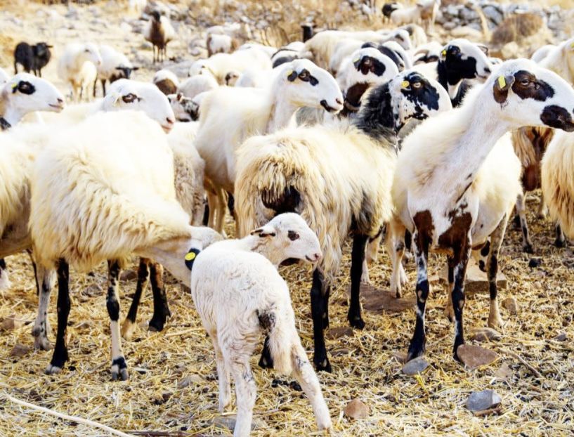 Ανησυχία και κινητοποίηση για τα κρούσματα πανώλης στα αιγοπρόβατα