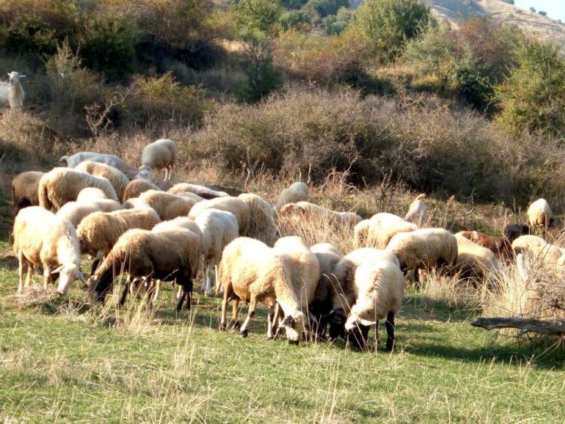 30 εκατομμύρια ευρώ  από το Υπουργείο Αγροτικής Ανάπτυξης για την ενίσχυση των αιγοπροβατοτρόφων