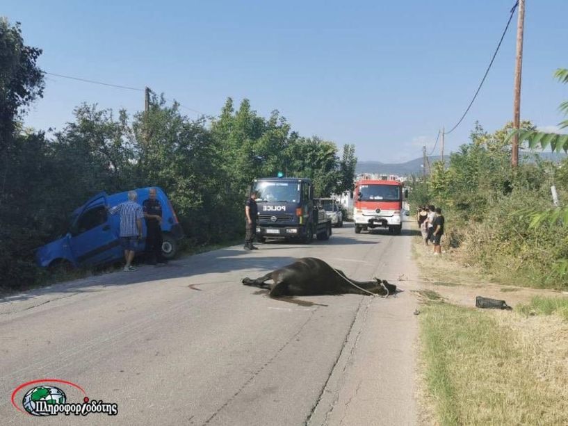 Βέροια: Σύγκρουση αλόγου με  αυτοκίνητο!