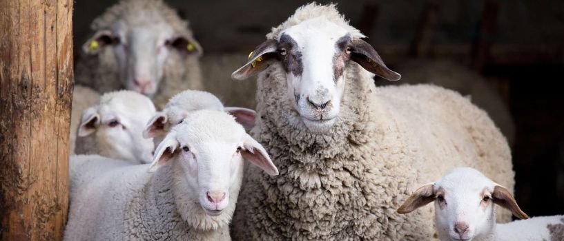 Το Πάσχα, η εποχή των αμνοεριφίων πλησιάζει και η ελληνική κτηνοτροφία περιμένει να δει πως θα φτάσει μέχρι την Ανάσταση!