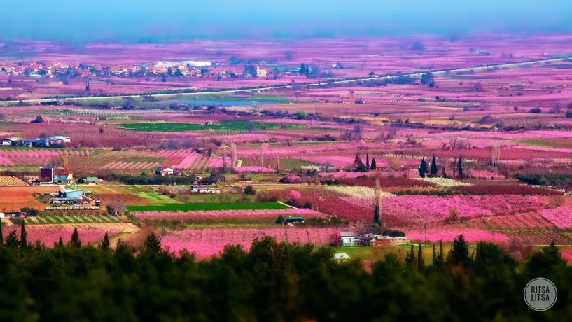 17 και 18 Μαρτίου, ένα Σαββατοκύριακο στις Ανθισμένες Ροδακινιές του ημαθιώτικου κάμπου