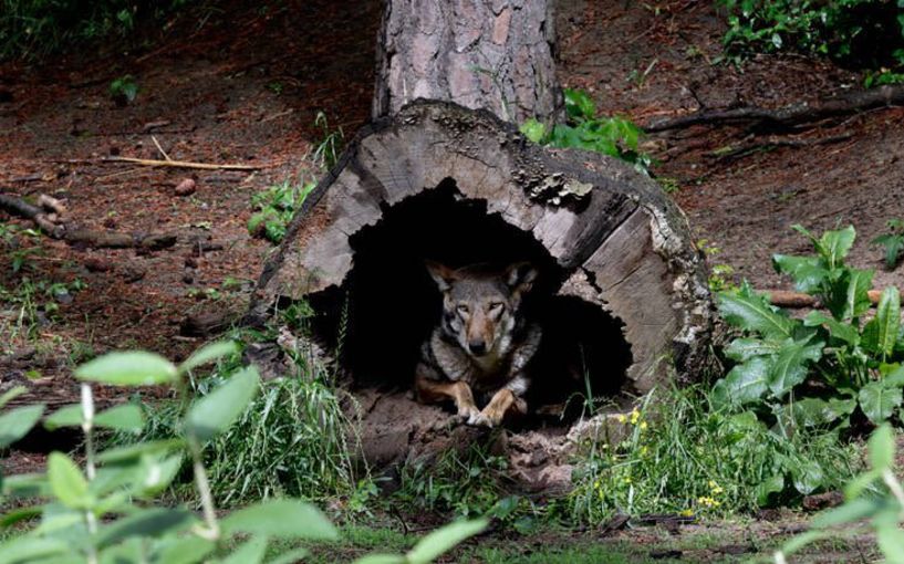 WWF: Μισός αιώνας καταστροφής για την άγρια ζωή, τα δύο τρίτα εξαφανίστηκαν!