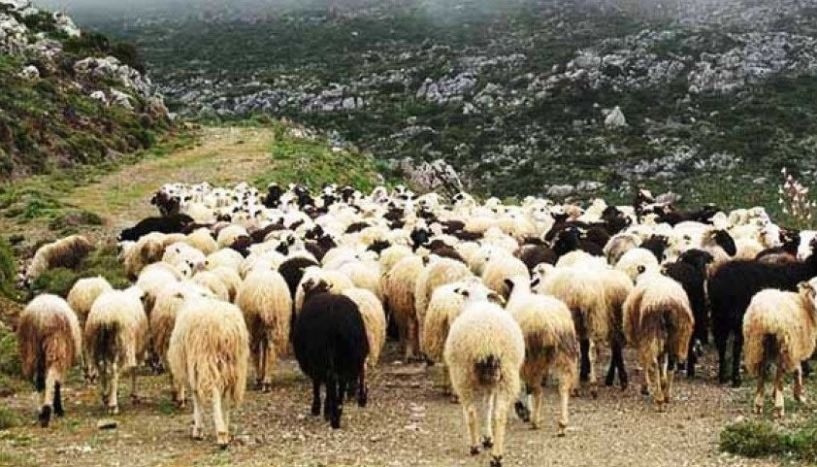 Ενημέρωση ιδιοκτητών κτηνοτροφικών εγκαταστάσεων για την προφύλαξη του ζωικού κεφαλαίου από φυσικές καταστροφές
