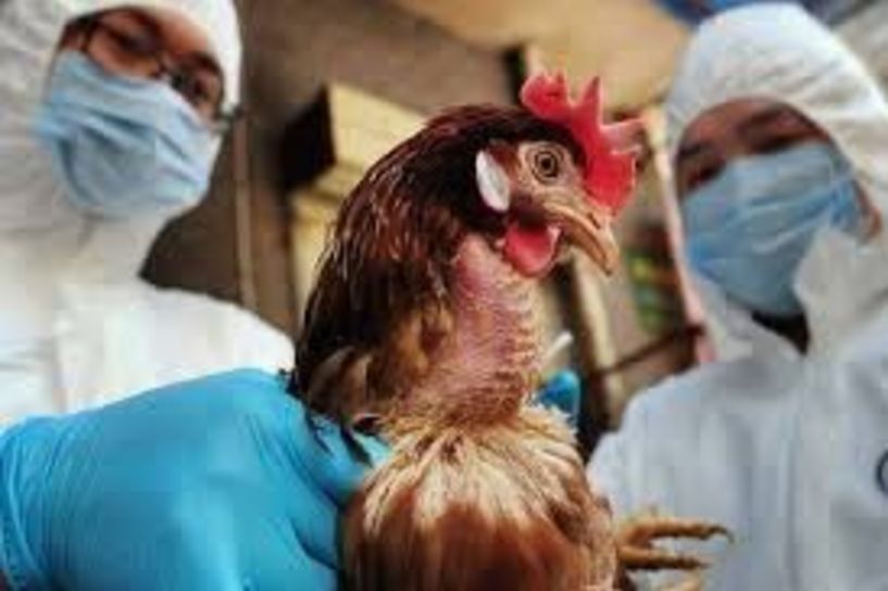 Ανακοινώσεις για την γρίπη των πτηνών από  τη Διεύθυνση Αγροτικής Οικονομίας και Κτηνιατρικής Π.Ε. Ημαθίας 