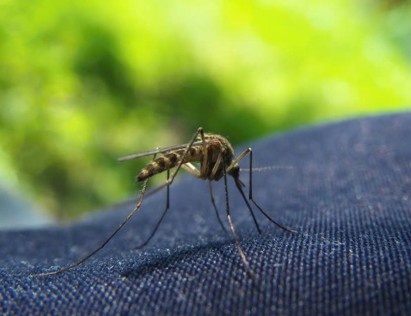 Δήμος Αλεξάνδρειας - Το πρόγραμμα καταπολέμησης κουνουπιών  - Από  σήμερα έως και 21 Αυγούστου