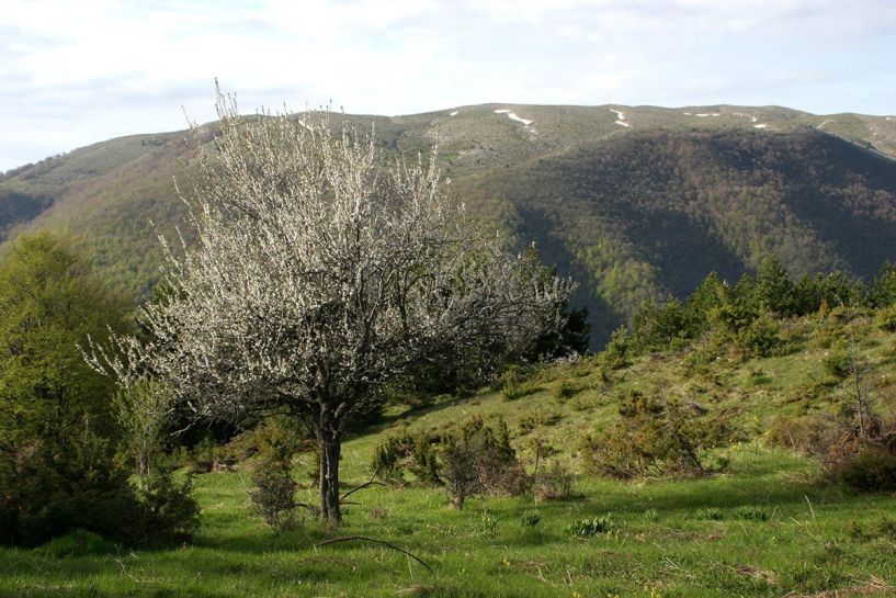 Τα μάτια μας δεκατέσσερα στα δάση Βερμίου και Πιερίων!!!