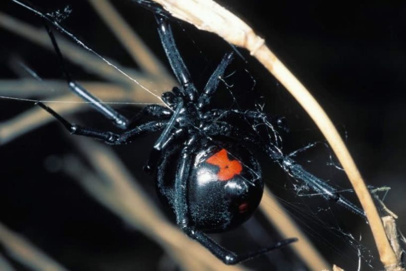 Συναγερμός στην Πάτρα για τη μαύρη αράχνη: Βρέφος στη ΜΕΘ μετά από τσίμπημα!