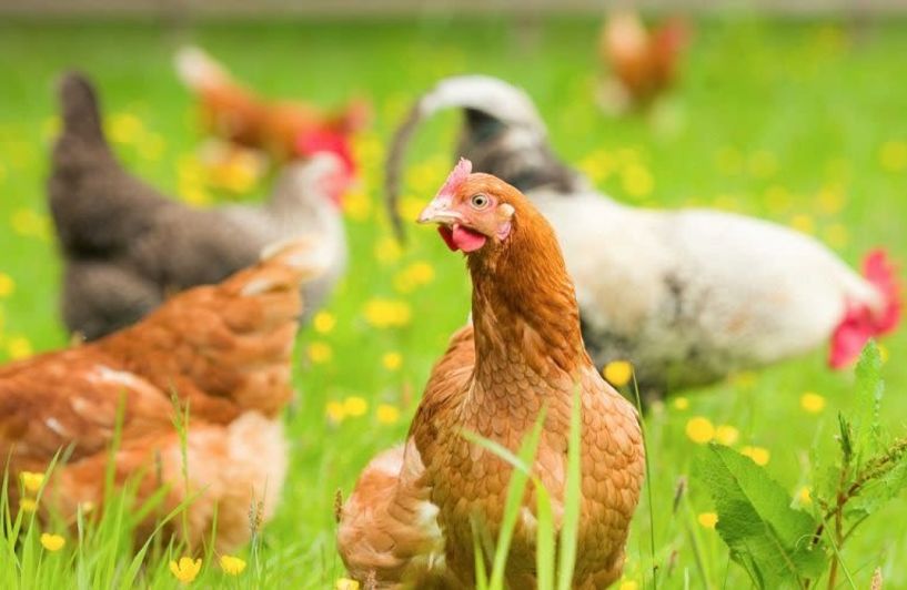 Μετά την ευλογιά των προβάτων καμπανάκι και για γρίπη των πτηνών
