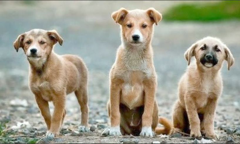 Ημέρα Υιοθεσίας Αδέσποτων Σκύλων, στο Rudy Dog Park μέχρι την Κυριακή