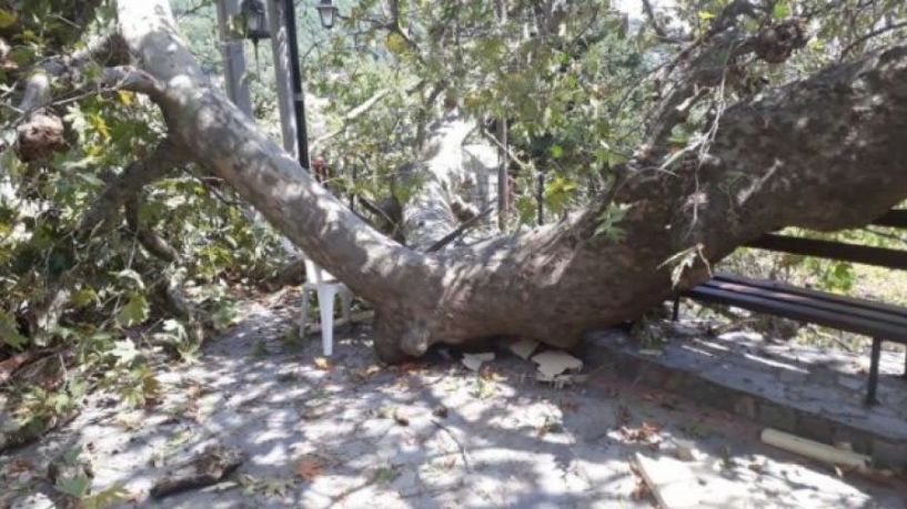 Φθιώτιδα: Τεράστιος πλάτανος 