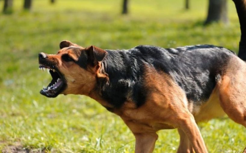 Σκυλιά σκότωσαν 56χρονο φύλακα στην Ηλεία