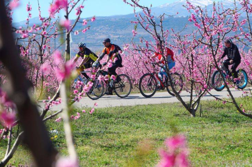 Φινάλε την Κυριακή, για το Φεστιβάλ του ΤΟΒ «Ανθισμένες Ροδακινιές»