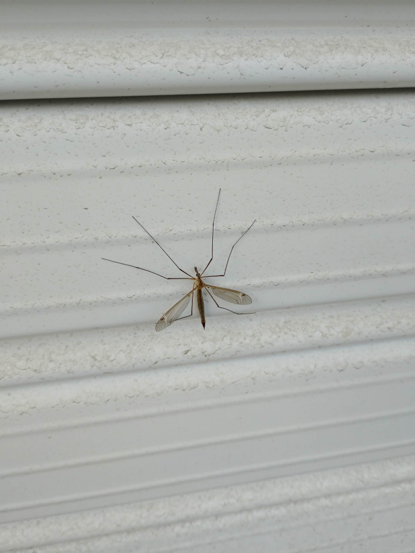 Γέμισε η Βέροια με «τιπουλίδες»