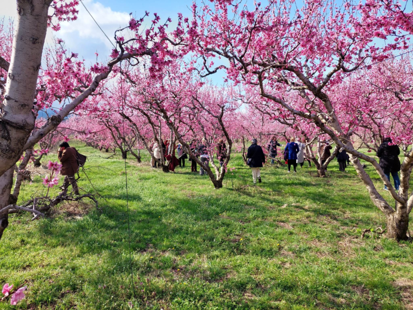 Οι ανθισμένες ροδακινιές της Βέροιας και του ΤΟΒ ταξιδεύουν «εκτός» και γοητεύουν