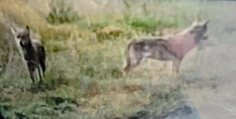 Λύκοι μεταξύ Πατρίδας και Λαζοχωρίου, ενώ στη Ραχιά «άρπαξαν» προβατίνα