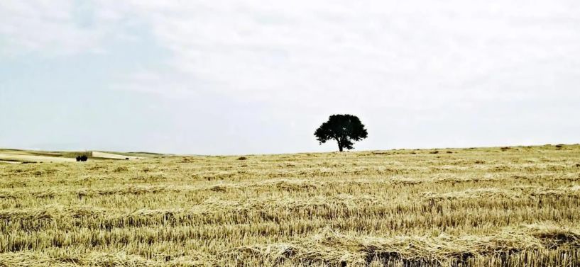 Υποβολή προσφορών για την εκμίσθωση του αρίθ. 69 αγροτεμαχίου του κληροδοτήματος Κων/νου Τσαρούχη