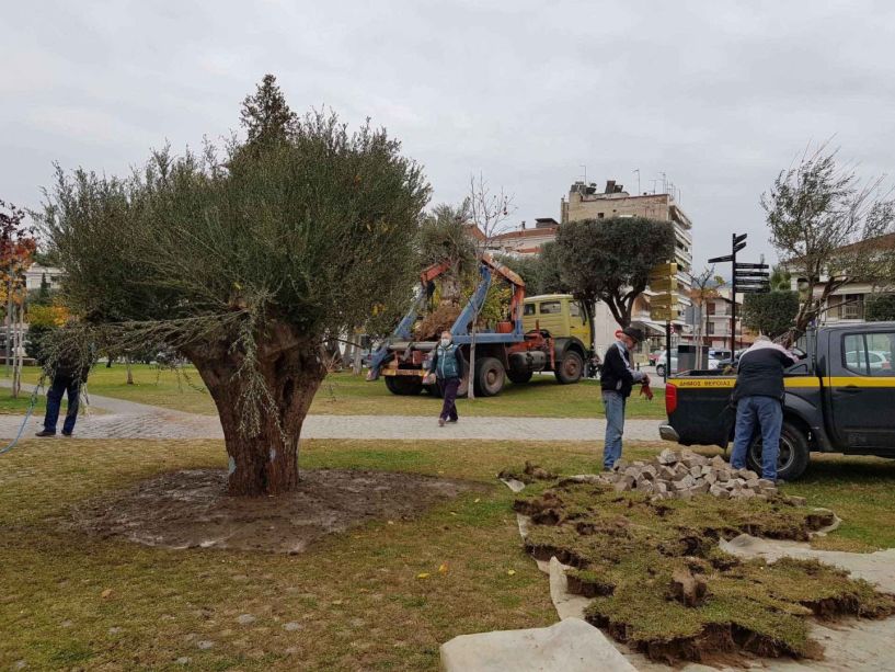 Αιωνόβιες ελιές «μετακόμισαν» στην Πλατεία Ελιάς στην Βέροια (Εικόνες - Βίντεο)