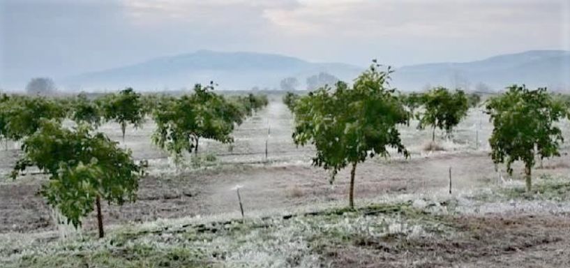 Πορίσματα επανεκτίμησης ζημιών από τον παγετό στον Λουτρό