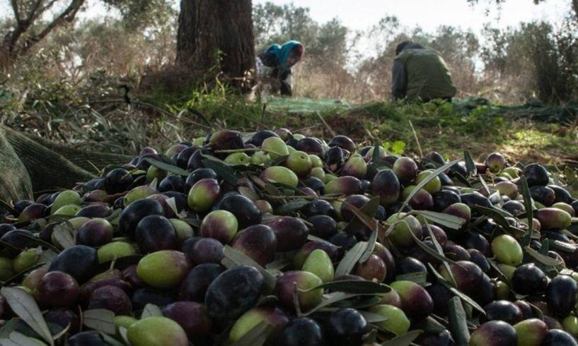 Ανοιχτή πρόσκληση της Περιφερειακής Ενότητας Χαλκιδικής για εργάτες γης