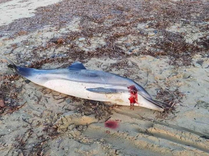 Θλιβερή εικόνα! Σκότωσαν με σφαίρα μικρό δελφινάκι στη Χαλκιδική