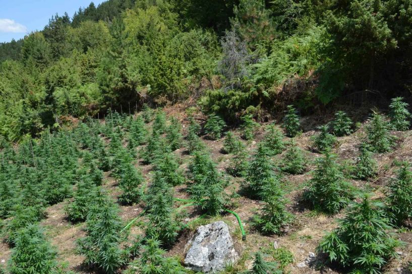 Εντοπίστηκε σε δύσβατη ορεινή περιοχή φυτεία με 958 δενδρύλλια κάνναβης