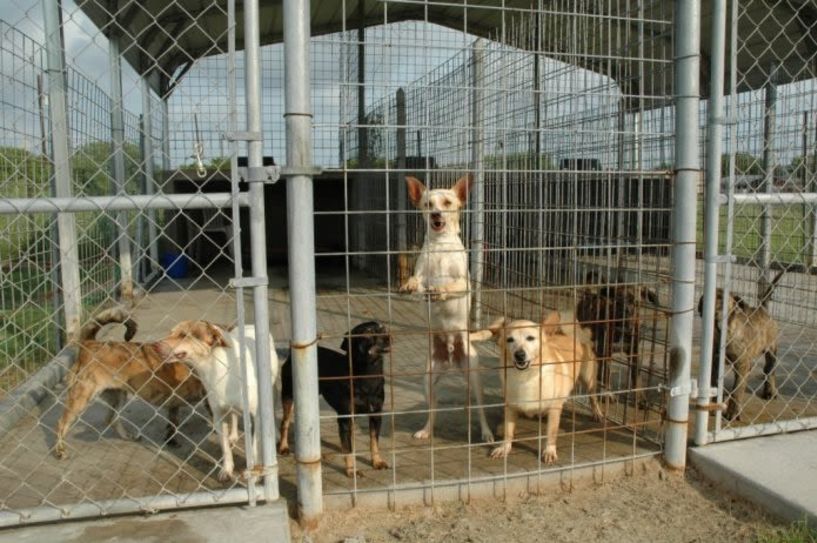 Φιλοζωικός Όμιλος Ημαθίας: «Επέκταση των εγκαταστάσεων του Κυνοκομείου Βέροιας από 100 κλωβούς στους …50!»