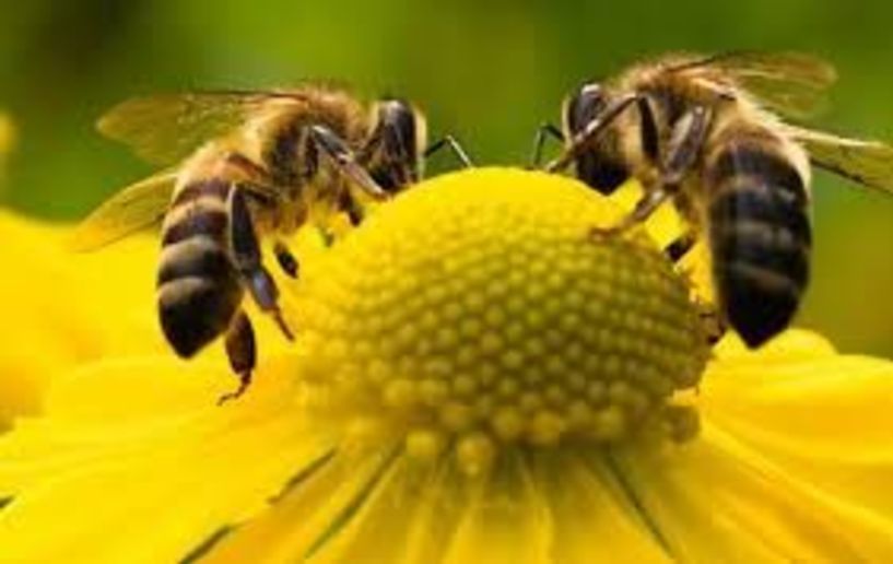 Πρόπολη – ένα ισχυρό αντιβιοτικό που προέρχεται από τις μέλισσες