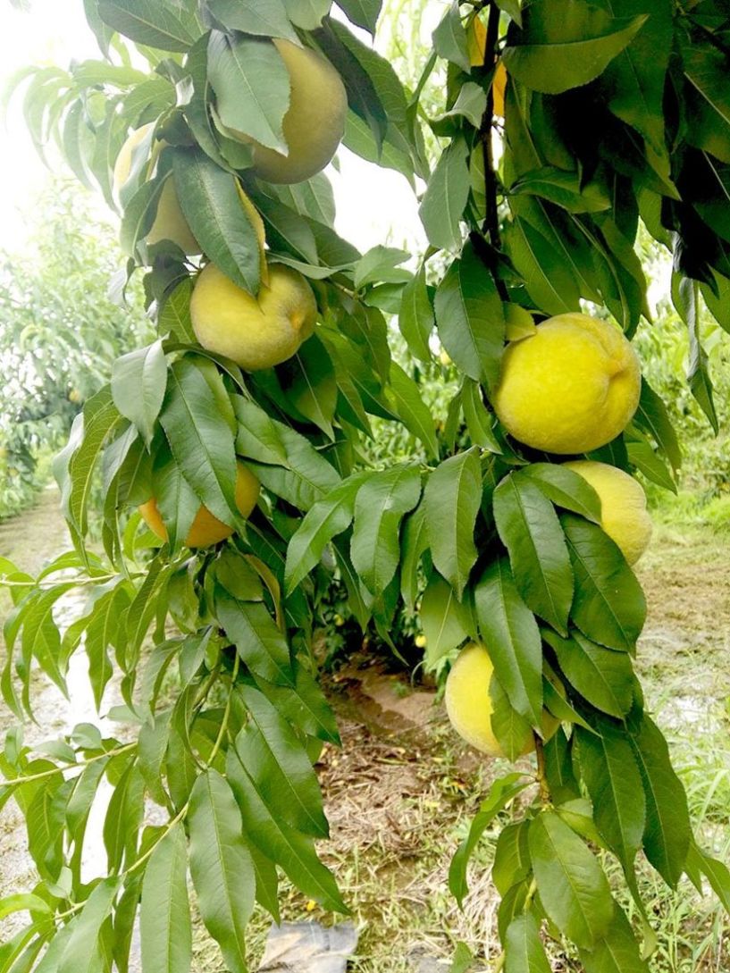 Ένωση Κονσερβοποιών Ελλάδος: Συγκόμιση και παράδοση μόνο ώριμων, κίτρινων ροδάκινων! - Τα χαρακτηριστικά του ποιοτικού ροδάκινου