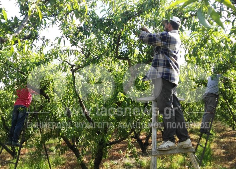 Συγκέντρωση αιτήσεων ενδιαφερομένων να εργαστούν ως εποχικοί εργάτες και εργάτες γης από το Δήμο Βέροιας