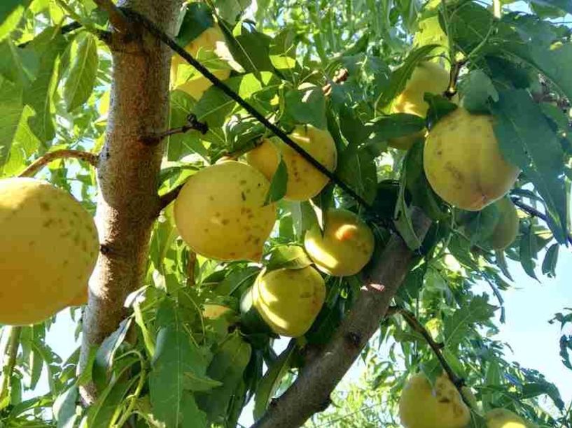 Στην Κοινότητα τα πορίσματα εκτίμησης των ζημιών στο Διαβατό για 10 ημέρες - Υποβολή ενστάσεων