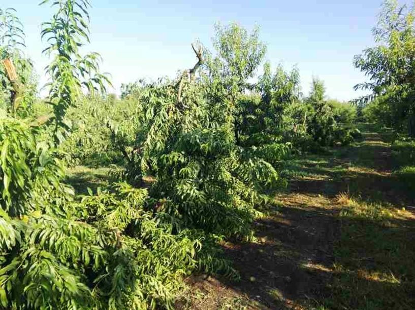 Δήλωση για ζημίες από την ανεμοθύελλα (23/06/2022 στους Ανταποκριτές ΕΛΓΑ των Δ/Τ.Κ. Αλεξάνδρειας και Βρυσακίου